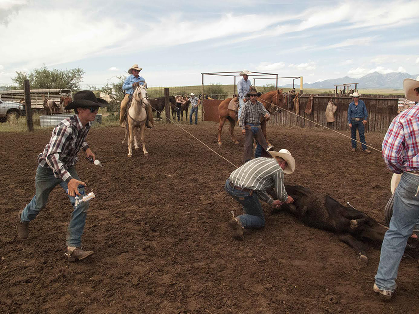 Working the Land: Arizona Farming and Ranching Families | Art Intersection